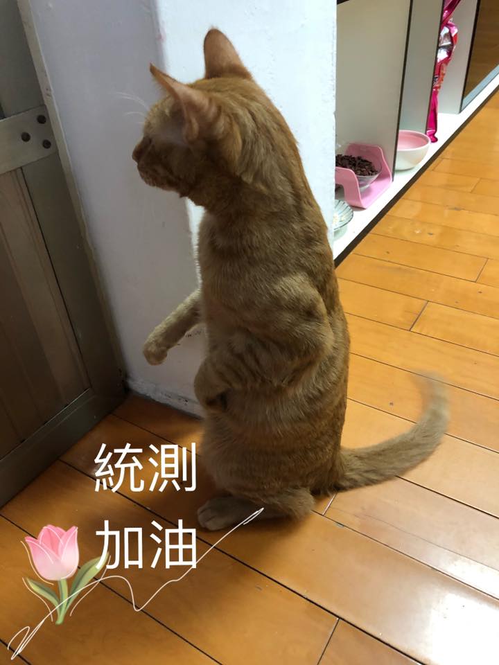 統測加油 所有考生們！薄荷都與你們同在(標題圖檔)